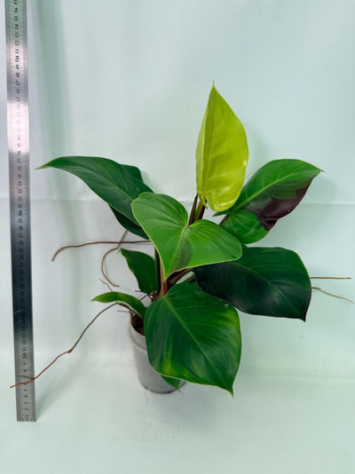 Philodendron Yellow Flame variegata